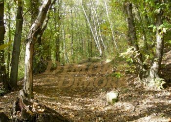 terreno-in-vista-lago-a-miazzina-frazione-alpe-pal - Terreno edificabile via fontana SNC, Miazzina - foto 14