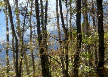 terreno-in-vista-lago-a-miazzina-frazione-alpe-pal - Terreno edificabile via fontana SNC, Miazzina - foto 15