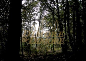 terreno-in-vista-lago-a-miazzina-frazione-alpe-pal - Terreno edificabile via fontana SNC, Miazzina - foto 17