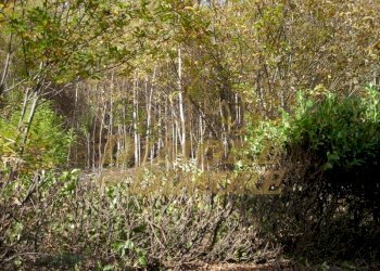 terreno-in-vista-lago-a-miazzina-frazione-alpe-pal - Terreno edificabile via fontana SNC, Miazzina - foto 20