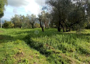 IMG_20191010_111838.jpg - Terreno agricolo Vezzano Ligure - foto 1