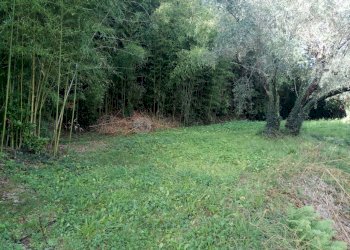 IMG_20191010_110847.jpg - Terreno agricolo Vezzano Ligure - foto 2