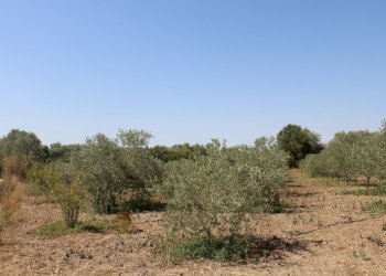 IMG_5774.JPG - Terreno agricolo San Sperate - foto 1