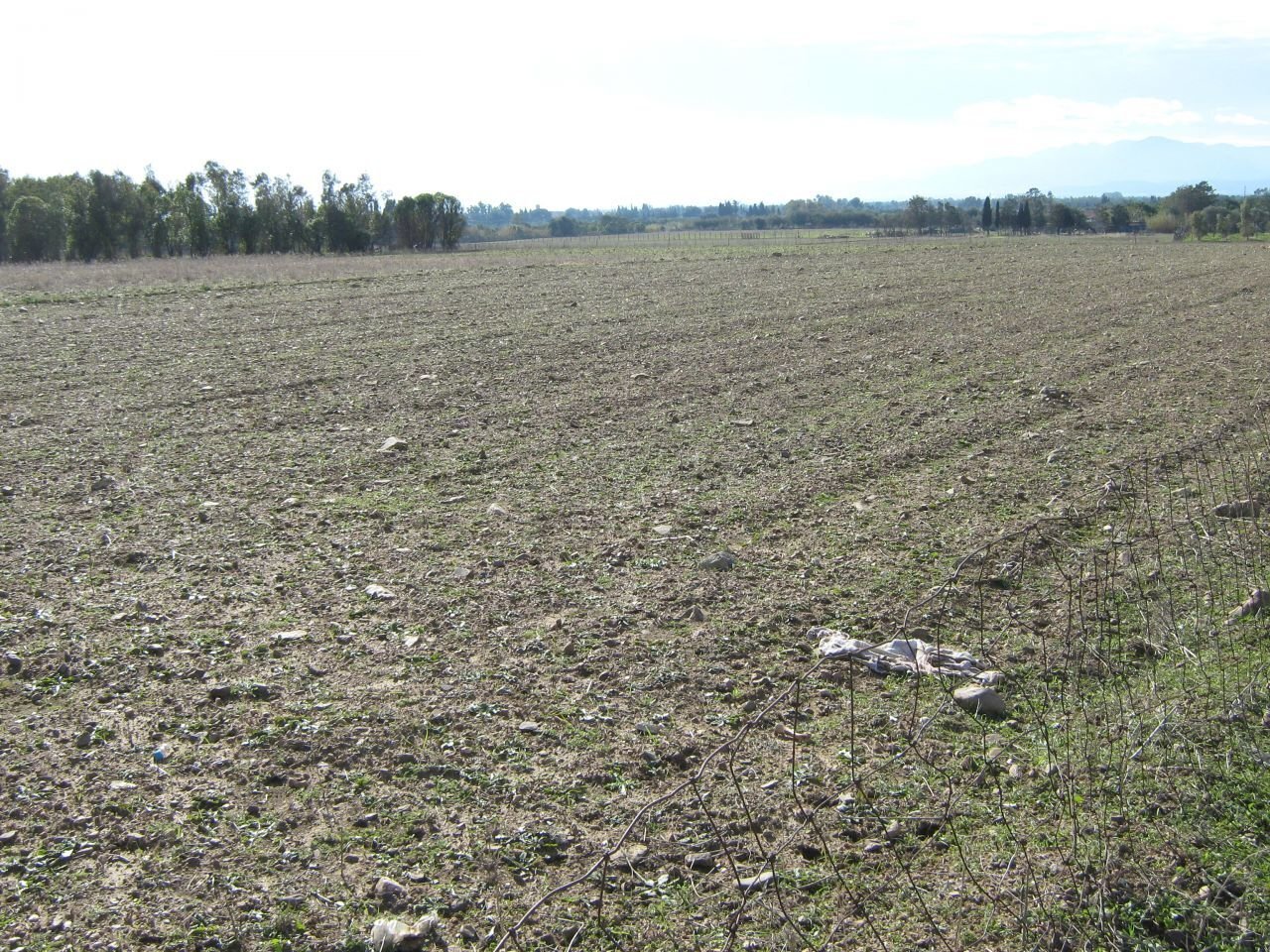 IMG_1806.JPG - Terreno agricolo San Sperate - foto 1