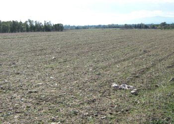 IMG_1806.JPG - Terreno agricolo San Sperate - foto 1