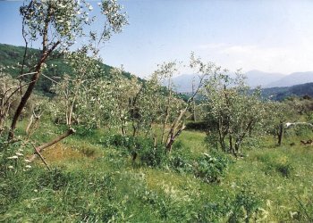 torre 006.jpg - Casale Via della Maulina 720, Lucca - foto 6