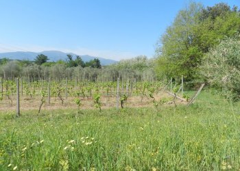 Casa colonica con piscina a lucca (48).JPG - Casale Via del Marginone, Montecarlo - foto 20