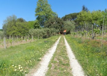 Casa colonica con piscina a lucca (50).JPG - Casale Via del Marginone, Montecarlo - foto 21