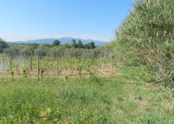 Casa colonica con piscina a lucca (51).JPG - Casale Via del Marginone, Montecarlo - foto 22