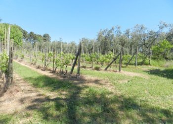 Casa colonica con piscina a lucca (121).JPG - Casale Via del Marginone, Montecarlo - foto 23