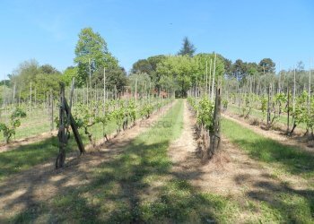 Casa colonica con piscina a lucca (120).JPG - Casale Via del Marginone, Montecarlo - foto 24
