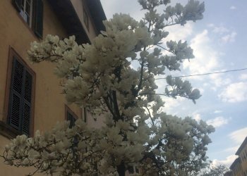 IMG_4124_2.JPG - Locale Commerciale Lucca - foto 7