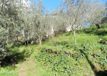 DSCN8424.JPG - Casale Lucca - foto 22