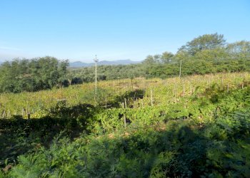 DSCN6675.JPG - Casale Via Gelli 41, Lucca - foto 22