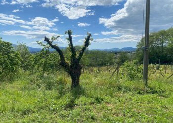 AFFASCINANTE CASA COLONICA DA RISTRUTTURARE NEL CU - Casale Via Gelli 41, Lucca - foto 19