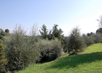 DSC_0056.JPG - Casale Palaia - foto 5