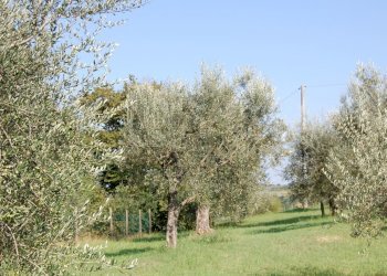 DSC_0073.JPG - Casale Palaia - foto 6