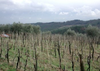 DSCN2772.JPG - Casale traversa II 77, Lucca - foto 11