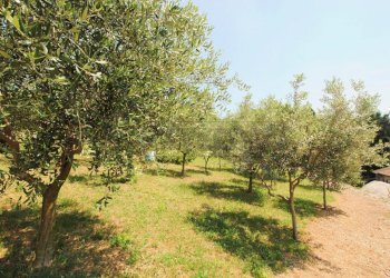 terreno - Terreno edificabile via castello SNC, Castelgomberto - foto 5