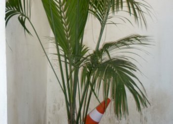 P1120314.JPG - Independent house via ferrai Gallipoli 9, Gallipoli - photo 12