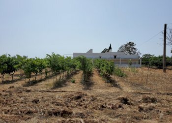 20210725_151912.jpg - Casale Salentina Meridionale 12, Gallipoli - foto 5