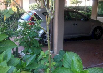 giardino con posto macchina.JPG - Appartamento Viareggio - foto 14