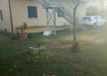 WhatsApp Image 2019-11-12 at 16.50.20.jpeg - Independent house Carrara - photo 5