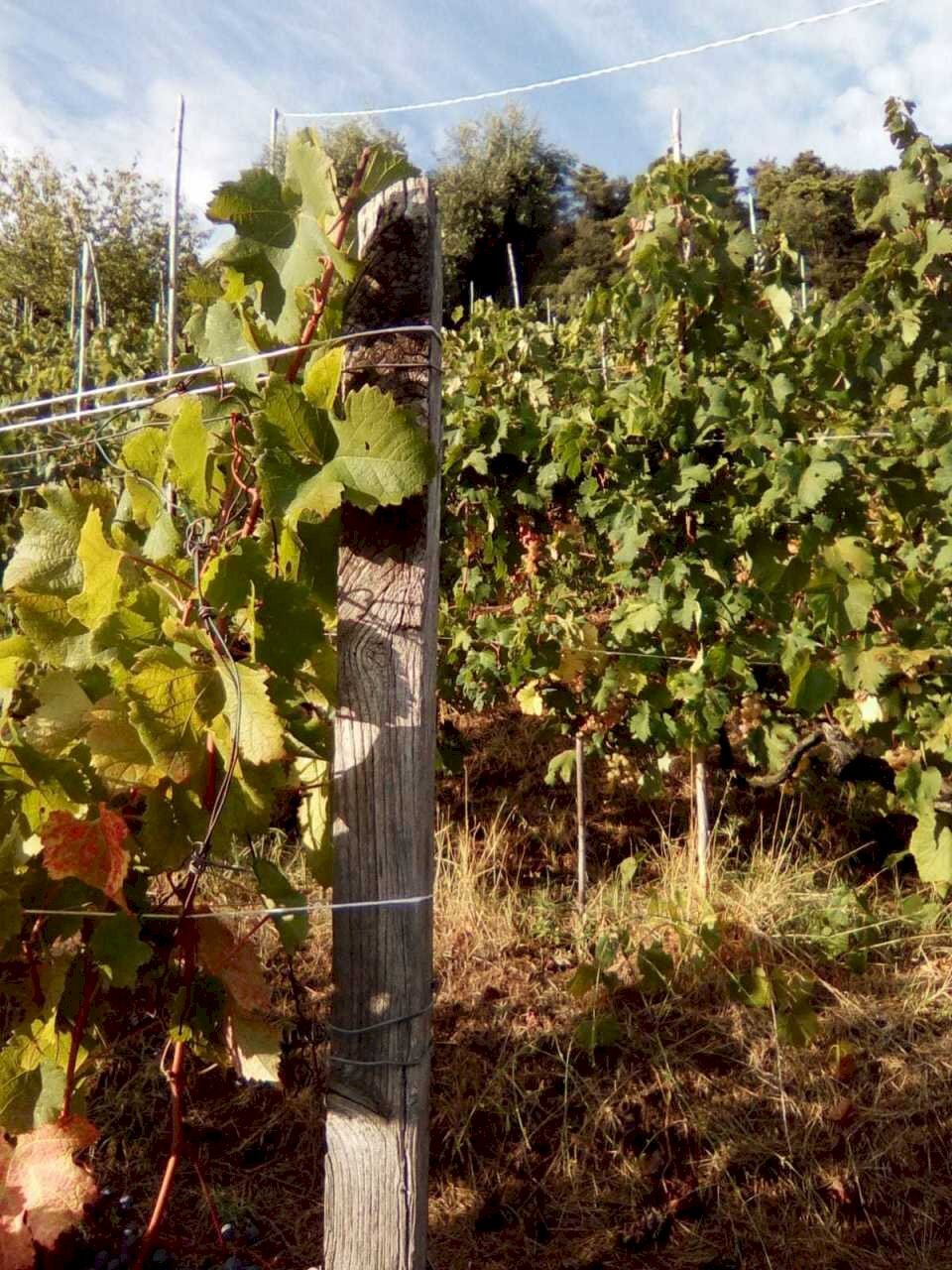 92bdbda6-53ab-4d65-9c5c-e1302b4607a1.JPG - Agricultural land Massa - photo 1