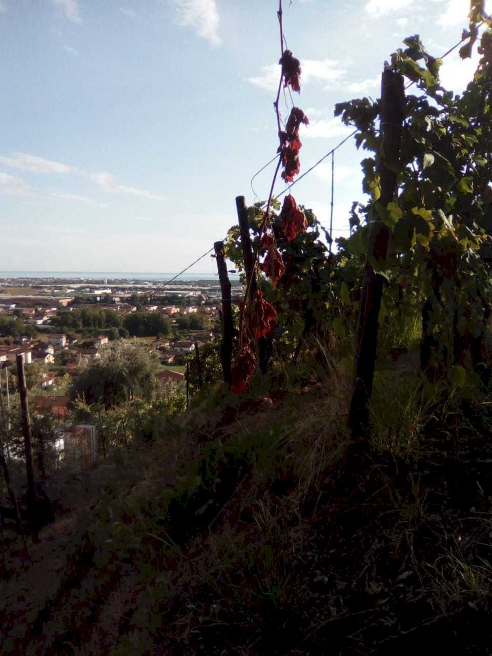 0c884c14-e094-4eab-a8a3-6debaa2c9453.JPG - Agricultural land Massa - photo 2