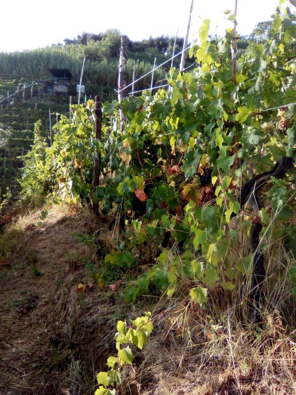 1f7933fa-6a27-4393-bb65-890b6ccfd963.JPG - Agricultural land Massa - photo 3