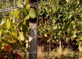 92bdbda6-53ab-4d65-9c5c-e1302b4607a1.JPG - Agricultural land Massa - photo 1