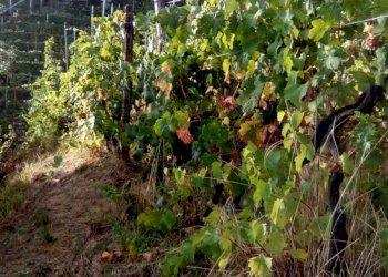 1f7933fa-6a27-4393-bb65-890b6ccfd963.JPG - Agricultural land Massa - photo 3