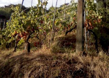 4e54d92c-336e-47c5-b251-93a0111b125a.JPG - Agricultural land Massa - photo 5