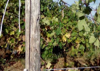 4eb78c30-2f58-4933-954d-f9d6bca1b6e6.JPG - Agricultural land Massa - photo 6