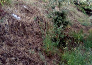 483dca37-9146-49ad-afc2-a2a0ecea4840.JPG - Agricultural land Massa - photo 7