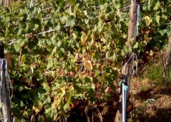 815f6408-fdcd-4095-a431-76805d6bbc76.JPG - Agricultural land Massa - photo 9