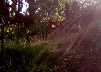 1764cd4a-9f23-4e09-9c84-e5337832aaac.JPG - Agricultural land Massa - photo 10