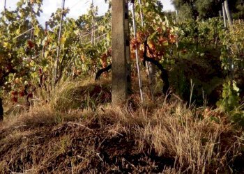 68853e68-21b2-4a26-a510-994d4b2ea187.JPG - Agricultural land Massa - photo 13