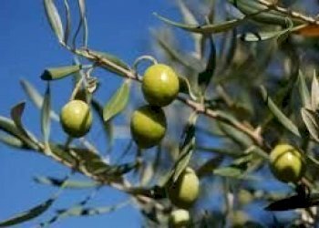 olivo.jpg - Terreno agricolo Castelnuovo Magra - foto 1