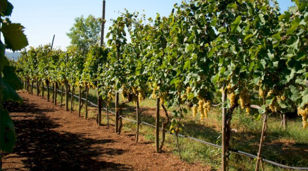 vigneto.PNG - Agricultural land Castelnuovo Magra - photo 1