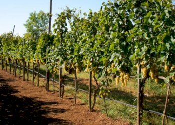 vigneto.PNG - Terreno agricolo Castelnuovo Magra - foto 1