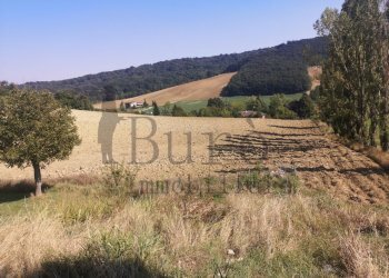 IMG_20200905_150431.jpg - Agricultural land Strada delle Vigne 3, Sala Baganza - photo 3