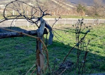 IMG_20200109_115840 (600x800).jpg - Casale San Fele - foto 24