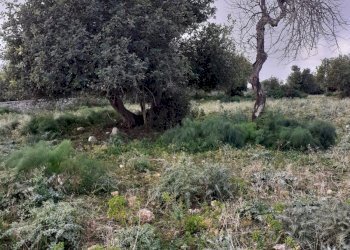 Rustico CONTRADA CATTETO, Scicli - foto 10