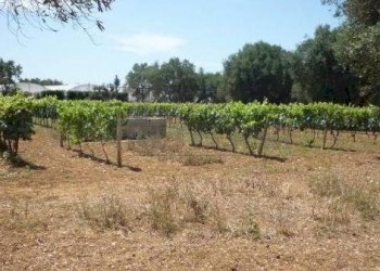 VIGNETO - Villa Strada vicinale Rao Castellana Trappeto Rossi 36, Gallipoli - foto 8