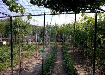 Agricultural land Pianoro - photo 2