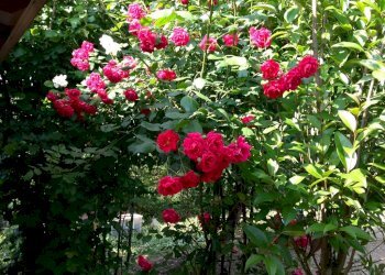 Agricultural land Pianoro - photo 3