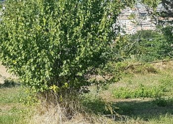 Villa a Schiera VALLE DEL FORNO, San Benedetto del Tronto - foto 27