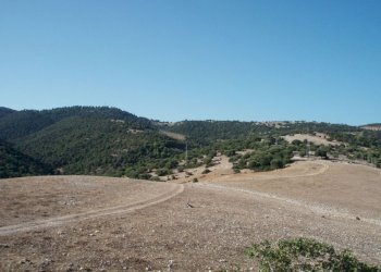 012 MATTINATA Terreno collinare all\'interno d - Agricultural land Mattinata - photo 4