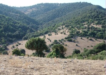 06 MATTINATA Terreno collinare all\'interno de - Agricultural land Mattinata - photo 6